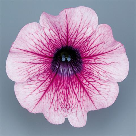 foto van een variëteit aan bloemen, te gebruiken als: Potplant, perkplant, patioplant, korfplant Petunia pendula Surfinia® mnp® Rose Vein