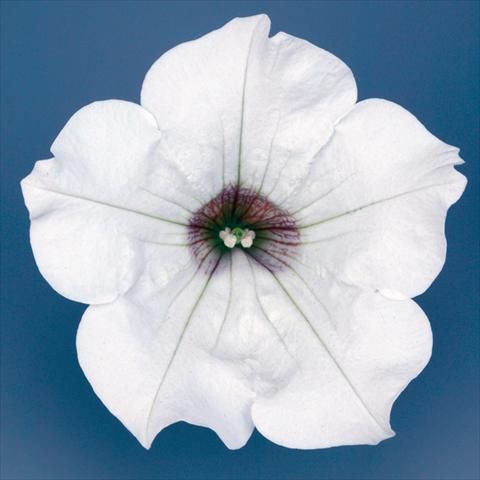 foto van een variëteit aan bloemen, te gebruiken als: Potplant, perkplant, patioplant, korfplant Petunia pendula Surfinia® mnp® White