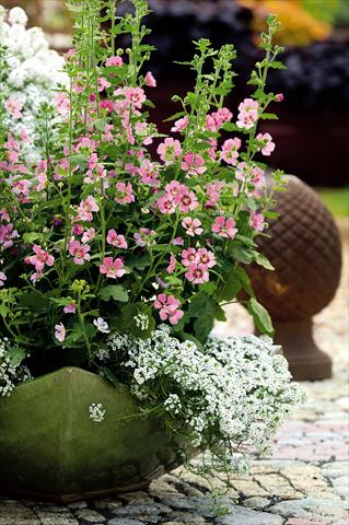 foto van een variëteit aan bloemen, te gebruiken als: Potplant, perkplant, patioplant Anisondonthea Lady in Pink