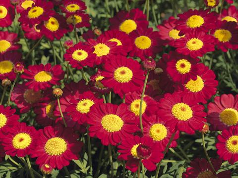 foto van een variëteit aan bloemen, te gebruiken als: Pot - en perkplant Argyranthemum frutescens Starlight® Red PLA®