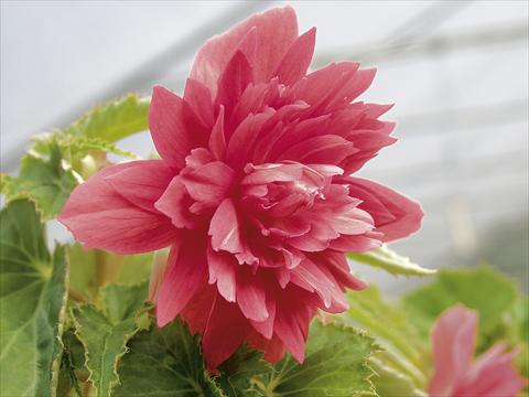 foto van een variëteit aan bloemen, te gebruiken als: Patioplant, korfplant Begonia Belleconia™ Rose