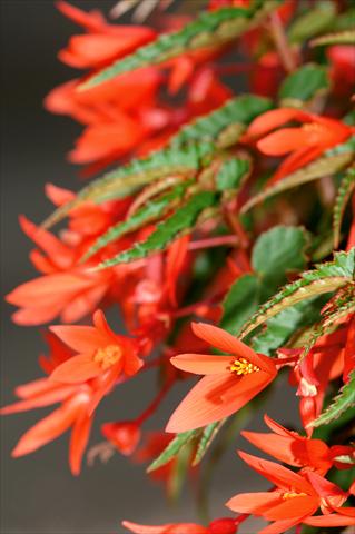 foto van een variëteit aan bloemen, te gebruiken als: Patioplant, korfplant Begonia PW Summerwings™ Orange