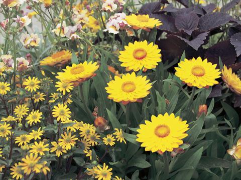 foto van een variëteit aan bloemen, te gebruiken als: Pot - en perkplant Helichrysum (Bracteantha) Sundaze™ Gold