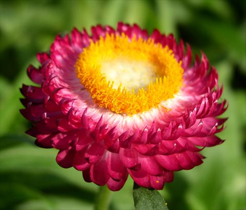 foto van een variëteit aan bloemen, te gebruiken als: Pot - en perkplant Helichrysum (Bracteantha) Sundaze™ Magenta
