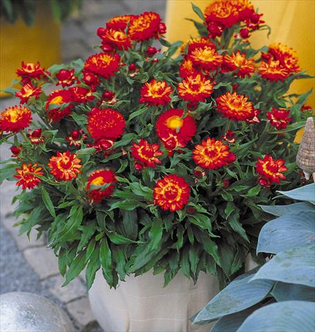 foto van een variëteit aan bloemen, te gebruiken als: Pot - en perkplant Helichrysum (Bracteantha) Sundaze™ New Red