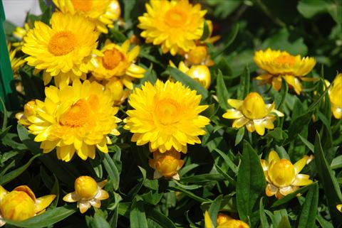 foto van een variëteit aan bloemen, te gebruiken als: Pot - en perkplant Helichrysum (Bracteantha) Sundaze™ Totally Yellow
