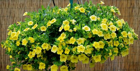 foto van een variëteit aan bloemen, te gebruiken als: Patioplant, potplant Calibrachoa Superbells Yellow