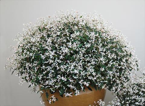 foto van een variëteit aan bloemen, te gebruiken als: Patioplant, potplant Chameasyce hypericifolia Breathless Blush
