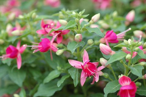 foto van een variëteit aan bloemen, te gebruiken als: Pot Fuchsia Cherry