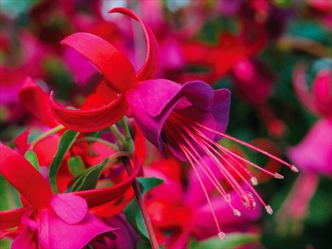 foto van een variëteit aan bloemen, te gebruiken als: Pot Fuchsia Shadowdancer™ Marcia