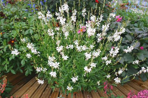 foto van een variëteit aan bloemen, te gebruiken als: Pot - en perkplant Gaura lindheimeri Papillion White