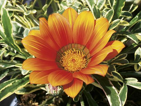 foto van een variëteit aan bloemen, te gebruiken als: Patioplant, perkplant Gazania splendens Tiger Eye