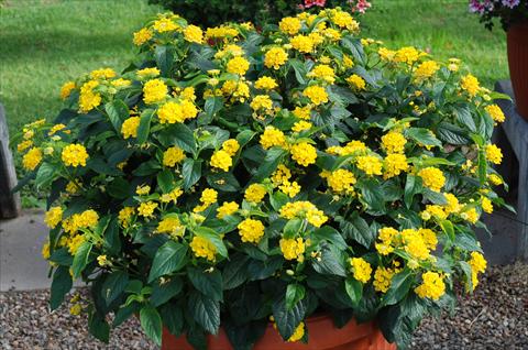 foto van een variëteit aan bloemen, te gebruiken als: Patioplant, perkplant Lantana camara TOP Calippo Gold