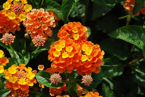 foto van een variëteit aan bloemen, te gebruiken als: Potplant, perkplant, patioplant Lantana camara TOP Calippo Mandarin