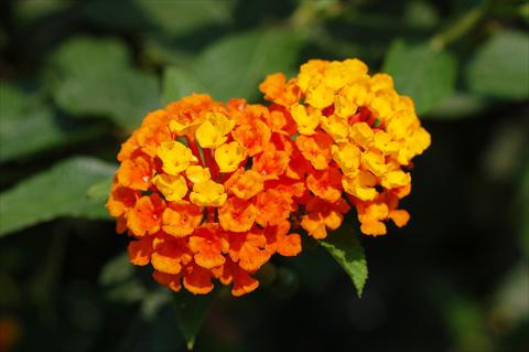 foto van een variëteit aan bloemen, te gebruiken als: Patioplant, perkplant Lantana camara TOP Calippo Orange