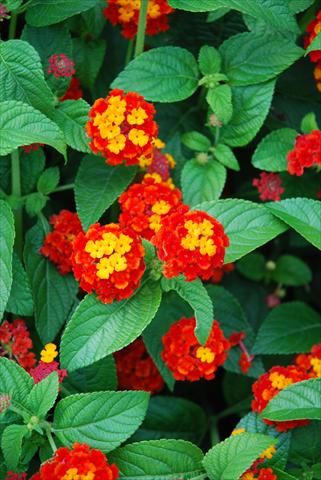 foto van een variëteit aan bloemen, te gebruiken als: Potplant, perkplant, patioplant Lantana camara TOP Mini Red