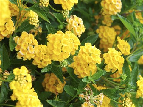 foto van een variëteit aan bloemen, te gebruiken als: Potplant, perkplant, patioplant Lantana camara TOP Mini Yellow