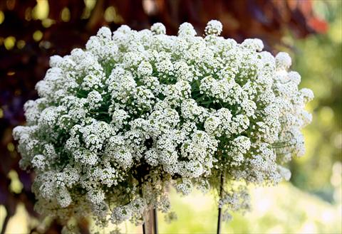 foto van een variëteit aan bloemen, te gebruiken als: Patioplant, potplant Lobularia maritima Snow Princess