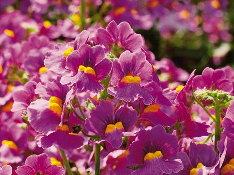 foto van een variëteit aan bloemen, te gebruiken als: Pot - en perkplant Nemesia Sunsatia™ Ciruela
