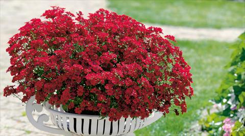 foto van een variëteit aan bloemen, te gebruiken als: Pot - en perkplant Nemesia Sunsatia™ Granada