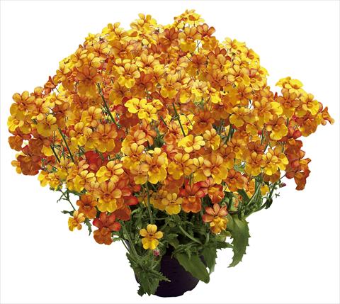 foto van een variëteit aan bloemen, te gebruiken als: Patioplant, potplant Nemesia Sunsatia™ Kumquat