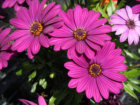 foto van een variëteit aan bloemen, te gebruiken als: Potplant, perkplant, patioplant Osteospermum Springstar™ Magenta