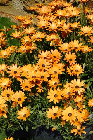 foto van een variëteit aan bloemen, te gebruiken als: Potplant, perkplant, patioplant Osteospermum Symphony Orange