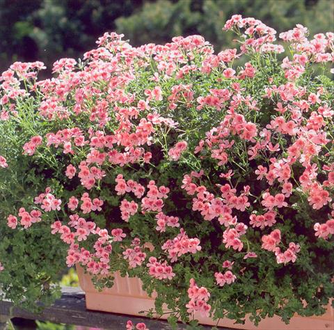 foto van een variëteit aan bloemen, te gebruiken als: Patioplant, perkplant Pelargonium crispum pac® Angeleyes® Orange