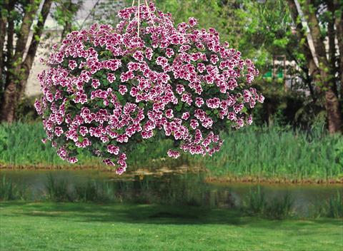 foto van een variëteit aan bloemen, te gebruiken als: Patioplant, perkplant Pelargonium crispum pac® Angeleyes® Randy