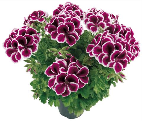 foto van een variëteit aan bloemen, te gebruiken als: Pot Pelargonium grandiflorum Compact Moritz Top