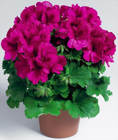 foto van een variëteit aan bloemen, te gebruiken als: Pot Pelargonium grandiflorum Compact pac® Aristo® Burgundy