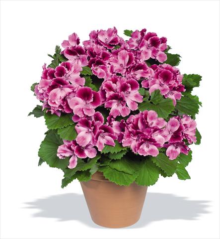foto van een variëteit aan bloemen, te gebruiken als: Pot Pelargonium grandiflorum Compact pac® Aristo® Candy