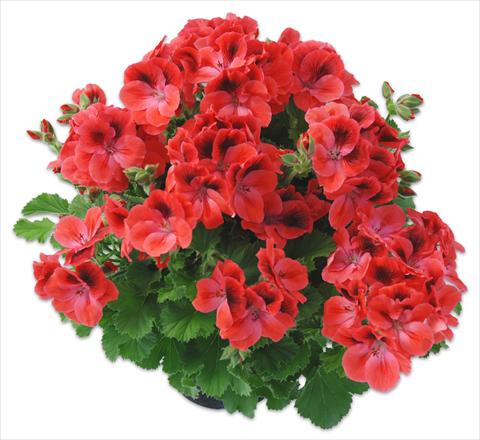foto van een variëteit aan bloemen, te gebruiken als: Pot Pelargonium grandiflorum Compact pac® Aristo® Claret