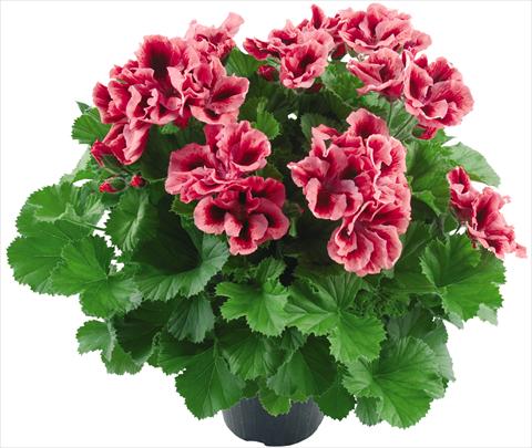 foto van een variëteit aan bloemen, te gebruiken als: Pot Pelargonium grandiflorum Compact Vicky Top