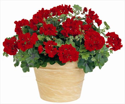 foto van een variëteit aan bloemen, te gebruiken als: Patioplant, potplant Pelargonium peltatum Power Gen® Boneta