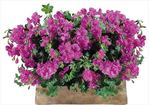 foto van een variëteit aan bloemen, te gebruiken als: Patioplant, potplant Pelargonium peltatum Power Gen® Sunflair Amethyst
