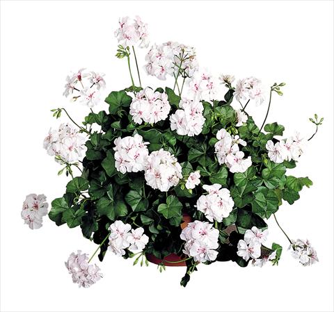 foto van een variëteit aan bloemen, te gebruiken als: Patioplant, potplant Pelargonium peltatum Power Gen® Santa Cristina