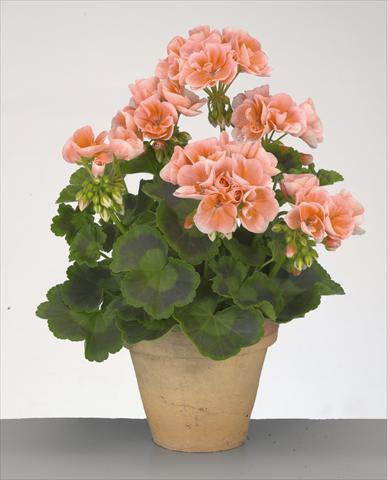 foto van een variëteit aan bloemen, te gebruiken als: Potplant, perkplant, patioplant Pelargonium zonale Compact Gen® Rosario