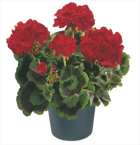 foto van een variëteit aan bloemen, te gebruiken als: Patioplant, potplant Pelargonium zonale Compact Leonardo Top