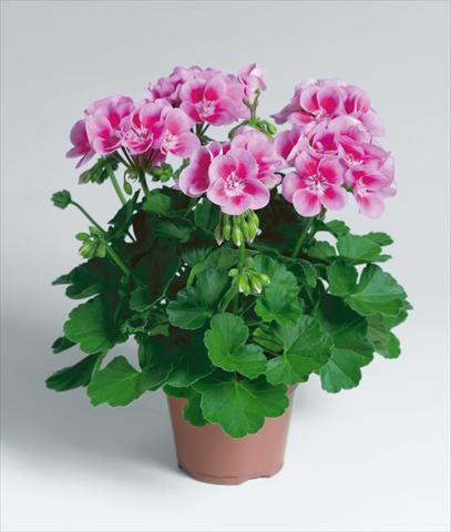 foto van een variëteit aan bloemen, te gebruiken als: Patioplant, potplant Pelargonium zonale Compact pac® Flower Fairy® Rose