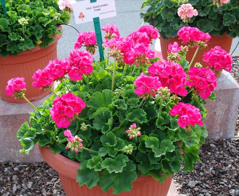foto van een variëteit aan bloemen, te gebruiken als: Patioplant, potplant Pelargonium zonale Compact pac® Shocking Pink