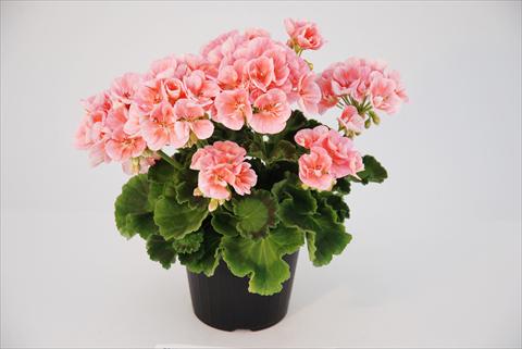 foto van een variëteit aan bloemen, te gebruiken als: Patioplant, potplant Pelargonium zonale Compact Rosino Top
