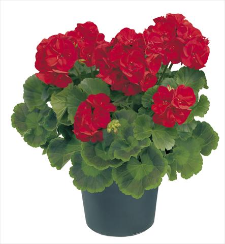 foto van een variëteit aan bloemen, te gebruiken als: Potplant, perkplant, patioplant Pelargonium zonale Power Amerigo Top