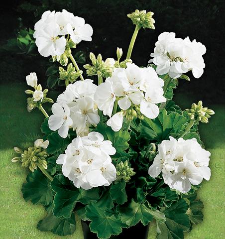 foto van een variëteit aan bloemen, te gebruiken als: Potplant, perkplant, patioplant Pelargonium zonale Power Gen® Astra