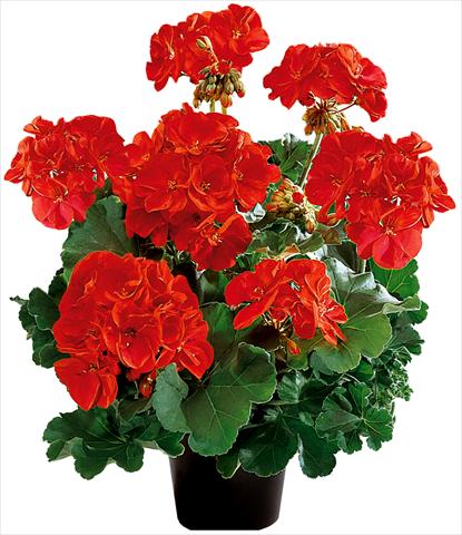 foto van een variëteit aan bloemen, te gebruiken als: Potplant, perkplant, patioplant Pelargonium zonale Power Gen® Belmonte Red