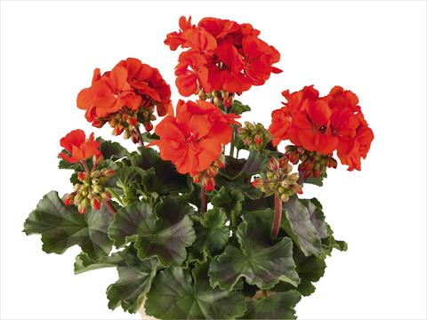 foto van een variëteit aan bloemen, te gebruiken als: Potplant, perkplant, patioplant Pelargonium zonale Power Gen® Belmonte Scarlet