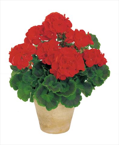 foto van een variëteit aan bloemen, te gebruiken als: Potplant, perkplant, patioplant Pelargonium zonale Power Gen® Carmen