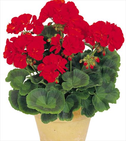 foto van een variëteit aan bloemen, te gebruiken als: Potplant, perkplant, patioplant Pelargonium zonale Power Gen® Toro