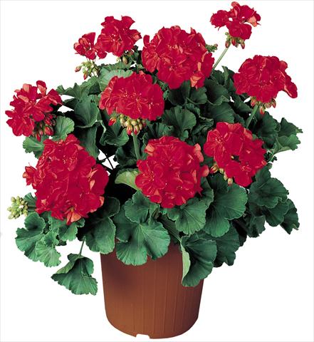 foto van een variëteit aan bloemen, te gebruiken als: Potplant, perkplant, patioplant Pelargonium zonale Power Othello Top
