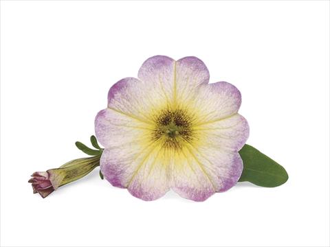 foto van een variëteit aan bloemen, te gebruiken als: Patioplant, potplant Petunia x Calibrachoa Supercal Vanilla Blush